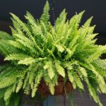 Rostlina Fern