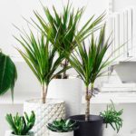 Dracaena într-un ghiveci de flori