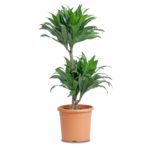 بوعاء dracaena